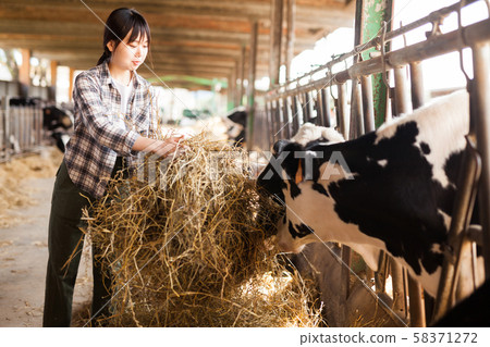 Farm worker feeding cows with hay Farm worker feeding cows with hay 58371272