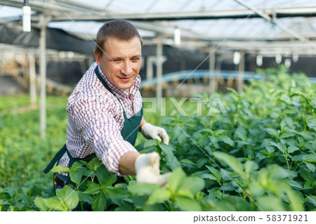 Male worker arranging white jute herbs while gardening in greenhouse Male worker arranging white jute herbs while gardening in greenhouse 58371921