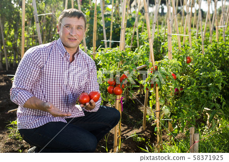 Positive man gardener picking harvest of fresh tomatoes 58371925