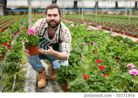 Florist cultivating geraniums 58371958
