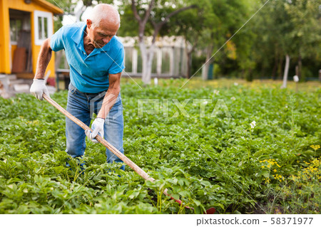 Mature man weeds with a hoe the garden bed Mature man weeds with a hoe the garden bed 58371977