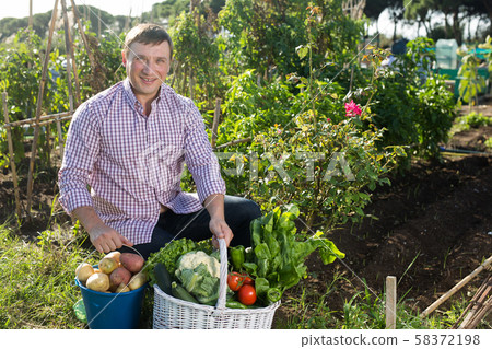 Joyful man harvesting vegetables in a basket 58372198
