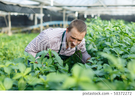 Man gardener working with white jute herbs in sunny hothouse 58372272