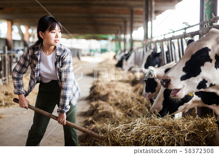 Portrait of active chinese female employee working in cowshed on farm Portrait of active chinese female employee working in cowshed on farm 58372308