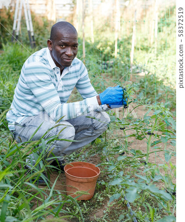 Male worker tying up tomato plants Male worker tying up tomato plants 58372519