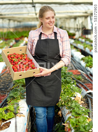 Female farmer with strawberry crop Female farmer with strawberry crop 58372903