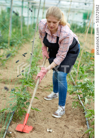 Female worker weeding tomato seedlings 58372982