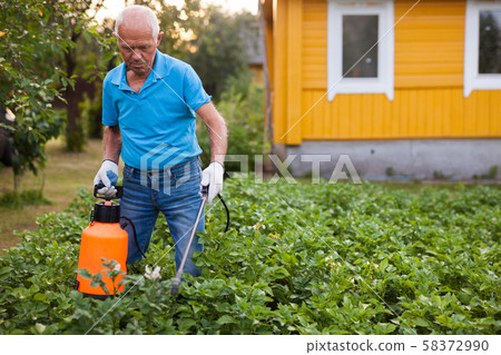 Farmer sprays harvest of vegetables with insecticides 58372990