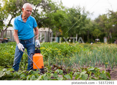 Farmer sprays harvest of vegetables with insecticides Farmer sprays harvest of vegetables with insecticides 58372993