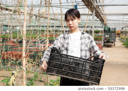 Chinese woman gardener lays empty boxes in a greenhouse Chinese woman gardener lays empty boxes in a greenhouse 58372996