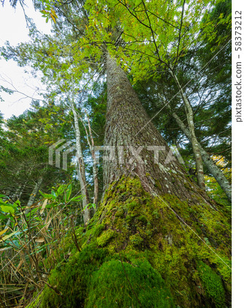 抬頭看著苔蘚樹 58373212