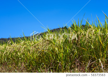 Rice field under the blue sky 58373563