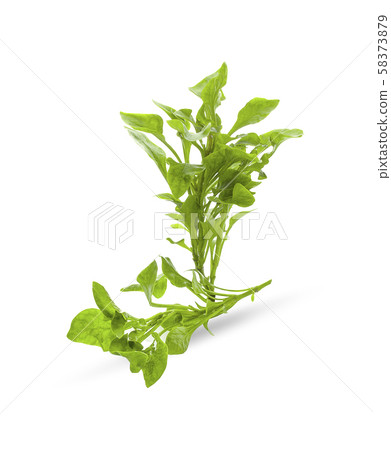 watercress isolated on white background 58373879