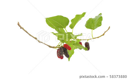 mulberries fruit and mulberry leaf on white background healthy mulberry fruit food isolated 58373880