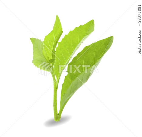 Fresh green leaf on white background 58373881