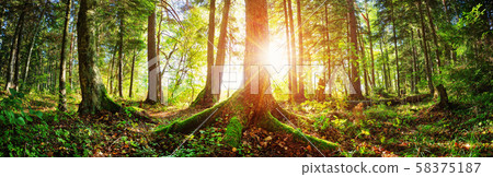 Fir tree woods in early morning with beautiful sunlight Fir tree woods in early morning with beautiful sunlight 58375187