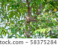 Closeup cute red collared dove sitting on tree branch 58375284