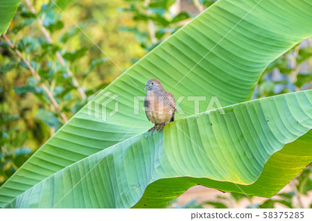 Zebra dove perching on banana tree in the morning Zebra dove perching on banana tree in the morning 58375285