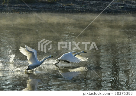 天鵝在晨霧中飛翔 58375393