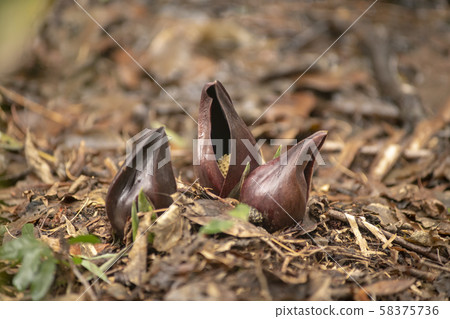 Zazen草 Zazen草 58375736