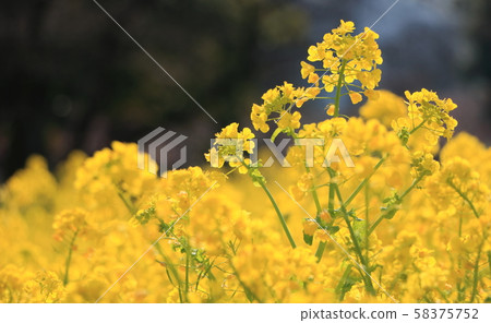 強姦開花 強姦開花 58375752