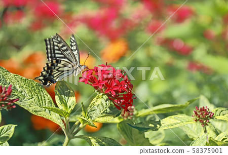 花和蝴蝶 58375901