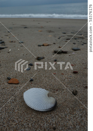 藍貽貝⑤（青森縣） 58376176