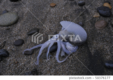 藍貽貝④（青森縣） 58376177