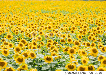 Summer sunflower 58376383