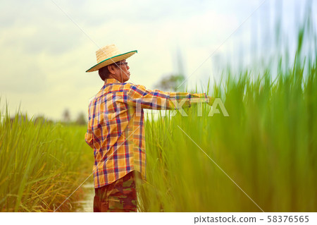 Asian Farmer in a green rice field 58376565
