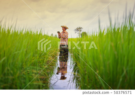 Asian Farmer using digital Tablet in a green rice Asian Farmer using digital Tablet in a green rice 58376571