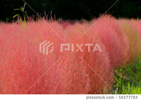 Kokia Close-up 7 58377783