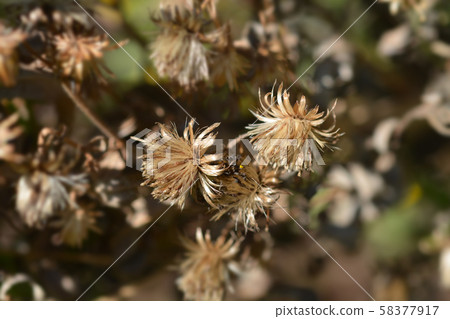 Sticky aster 58377917