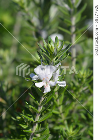 Coastal rosemary Coastal rosemary 58377926