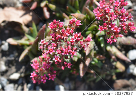Red-flowering crassula Red-flowering crassula 58377927