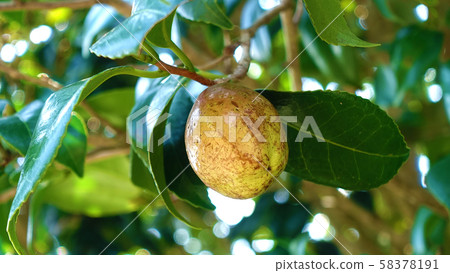 山茶花堅果 58378191