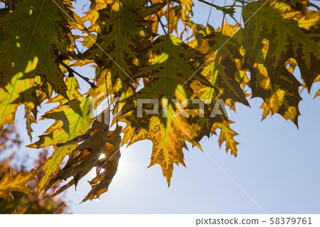 yellowed leaves of trees 58379761