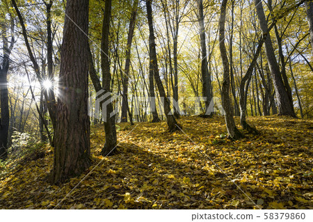 deciduous trees in the autumn 58379860