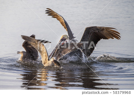 Pelican at sunset fighting with seagull for a fish Pelican at sunset fighting with seagull for a fish 58379968