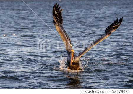 Pelican at sunset Pelican at sunset 58379971