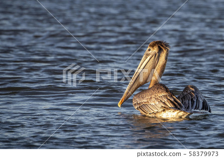Pelican at sunset Pelican at sunset 58379973