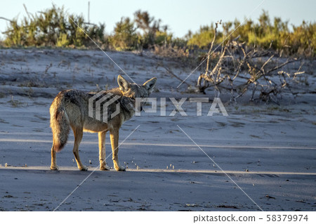 Coyote on the sand in baja california Coyote on the sand in baja california 58379974
