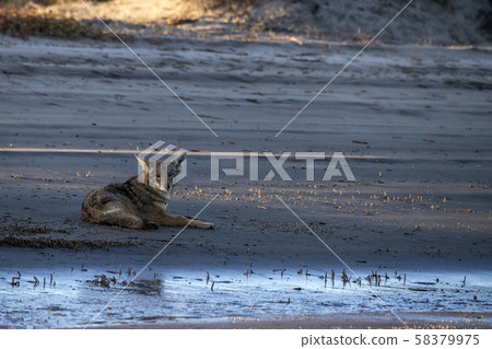 Coyote on the sand in baja california Coyote on the sand in baja california 58379975