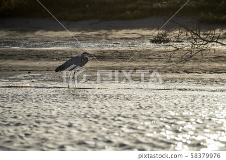 blue heron on the sand in california blue heron on the sand in california 58379976