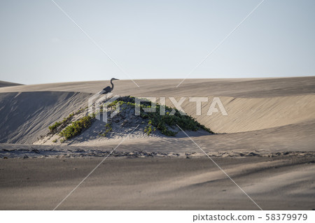 blue heron on the sand in california blue heron on the sand in california 58379979