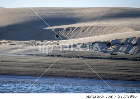blue heron on the sand in california blue heron on the sand in california 58379980