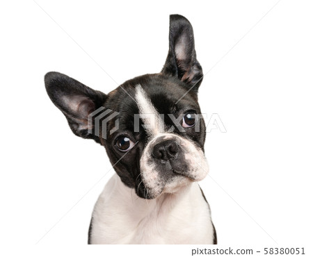 Boston terrier puppy isolated on white for copy Boston terrier puppy isolated on white for copy 58380051