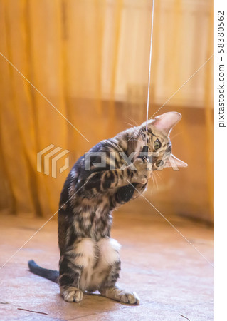 A purebred cat with a beautiful color of wool plays in the orange color room with toys A purebred cat with a beautiful color of wool plays in the orange color room with toys 58380562
