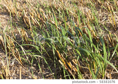 beautiful young green wheat beautiful young green wheat 58381076
