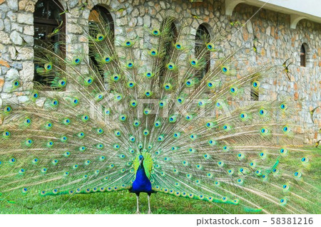 Peacock in the Sveti Naum monastery on Ohrid lake, Macedonia FYROM  58381216